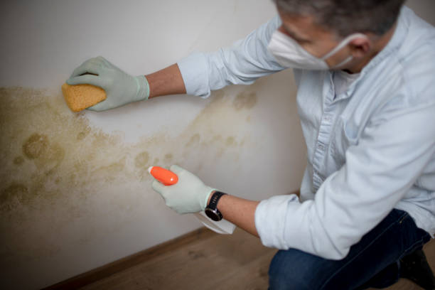 Best Toxic Mold Removal  in Buckhead, GA