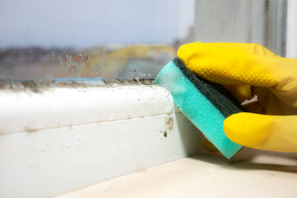 Best Mold Damage Repair  in Buckhead, GA