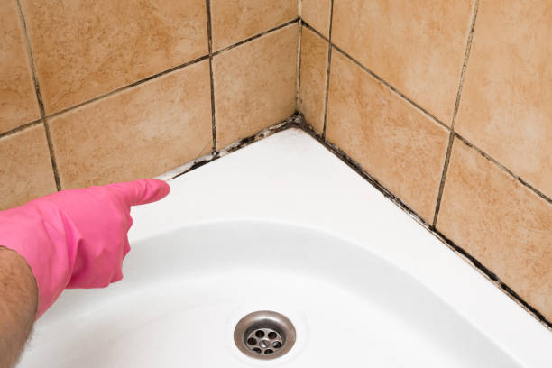Best Mold Inspection  in Buckhead, GA